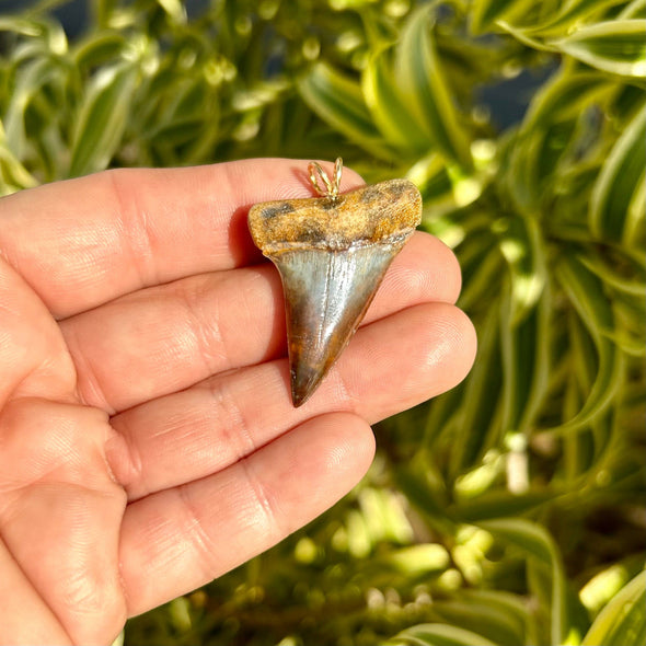 Ombré Fossil Mako Tooth Pendant- STFP28