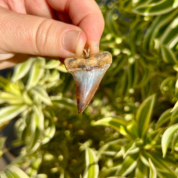 Ombré Fossil Mako Tooth Pendant- STFP28