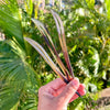 Hand Carved Flora Hair Sticks in Grass Blade Design