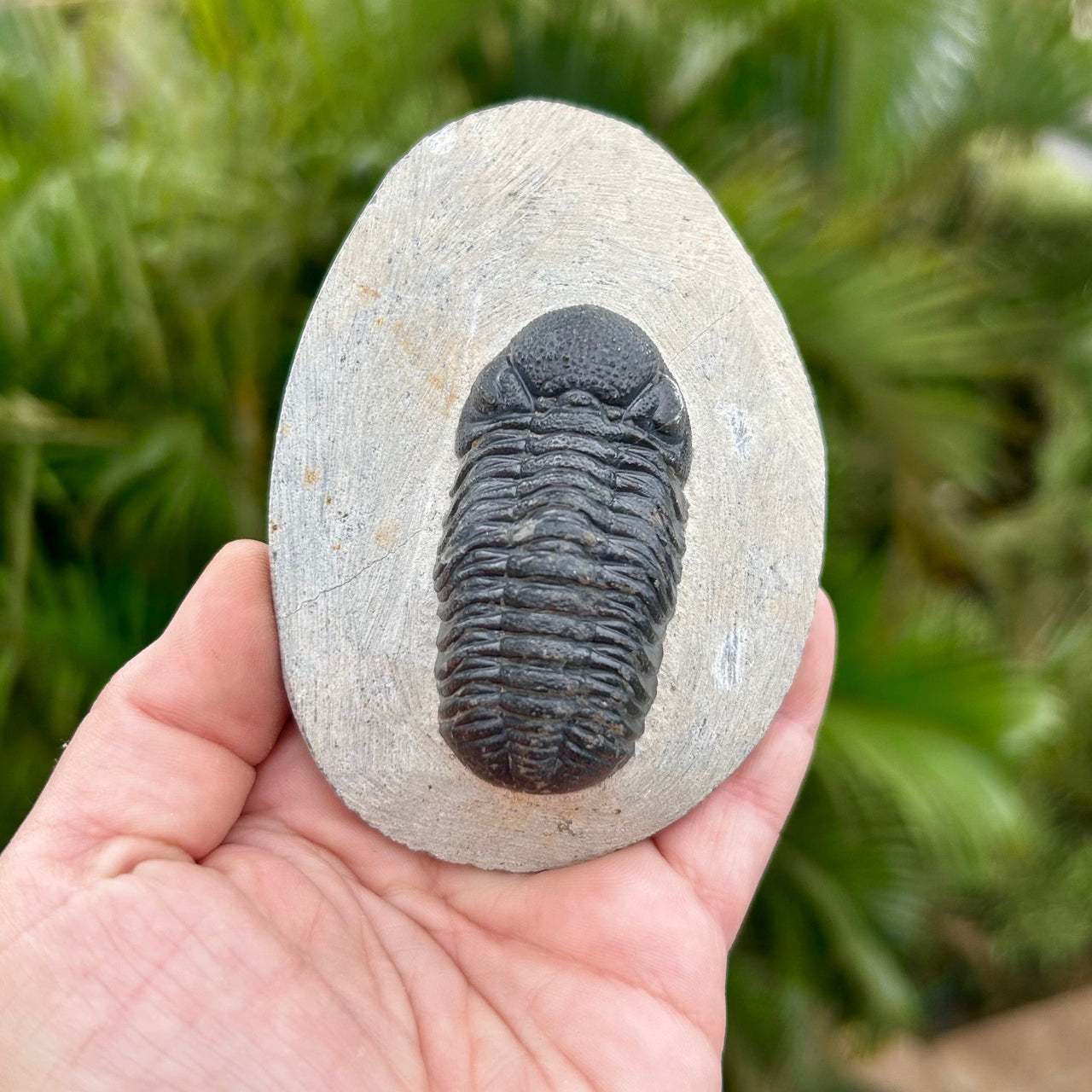 Phacops Trilobite Fossil