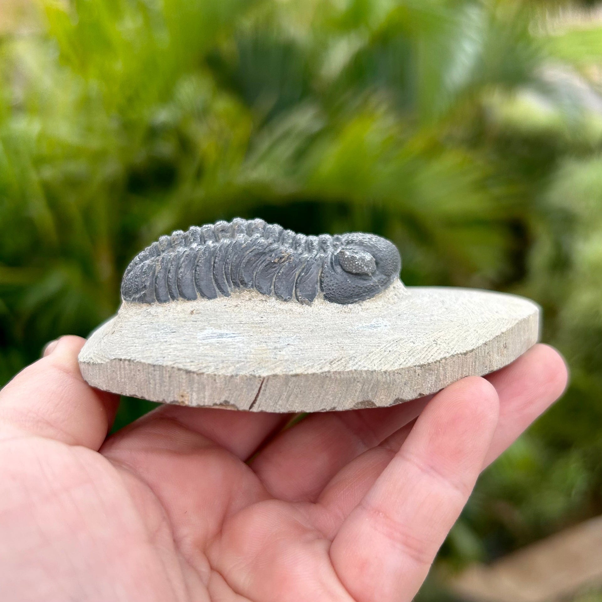 Side of 4" Phacops Trilobite Fossil