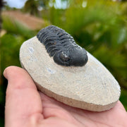 Phacops Trilobite Fossil in Limestone