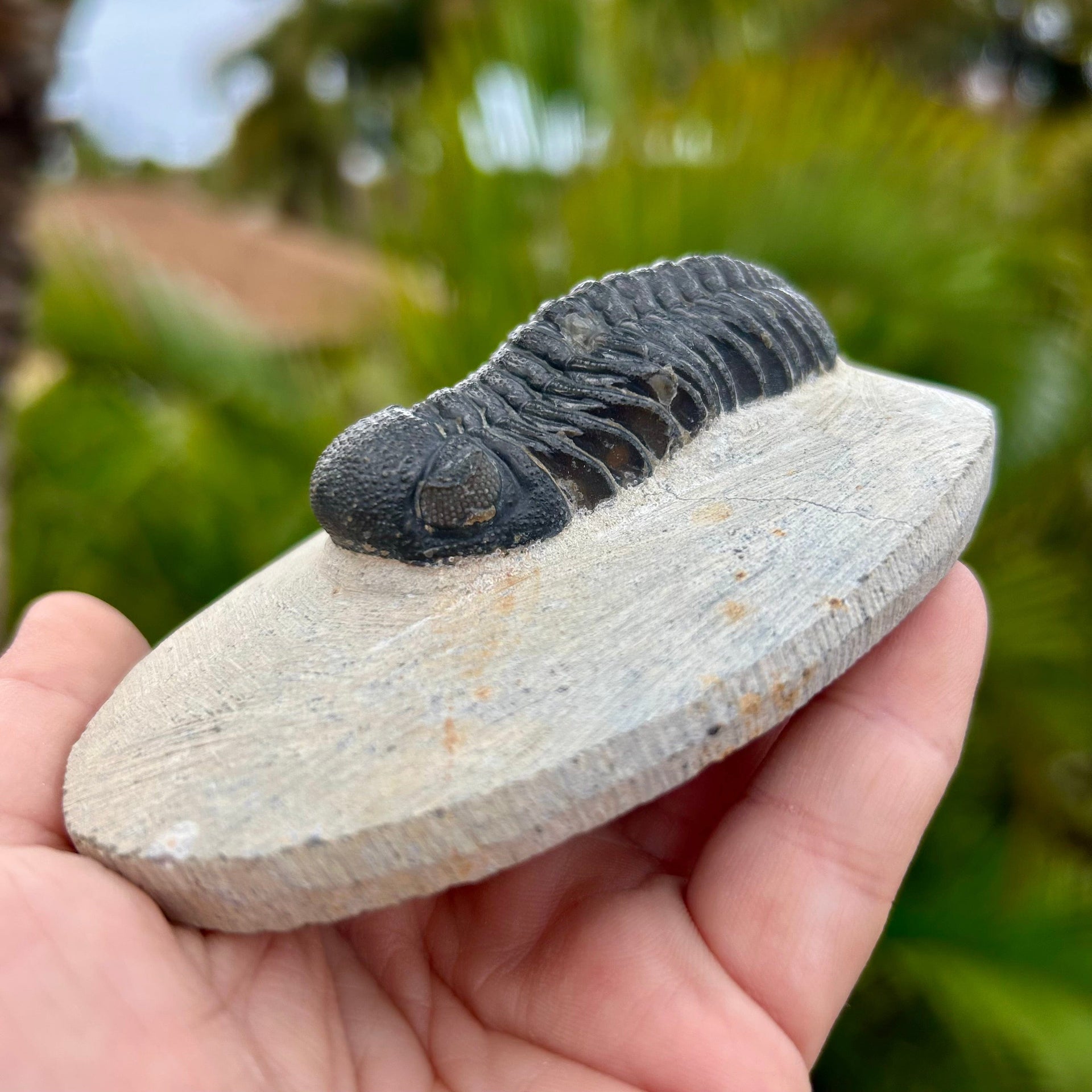 Phacops Trilobite Fossil in original matrix