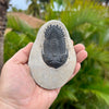 Hollardops Trilobite Fossil- Tril-4C