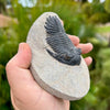 Person Holding Hollardops Trilobite Fossil