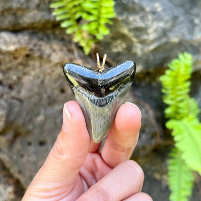 1 7/8” Megalodon Tooth Pendant- STFP49