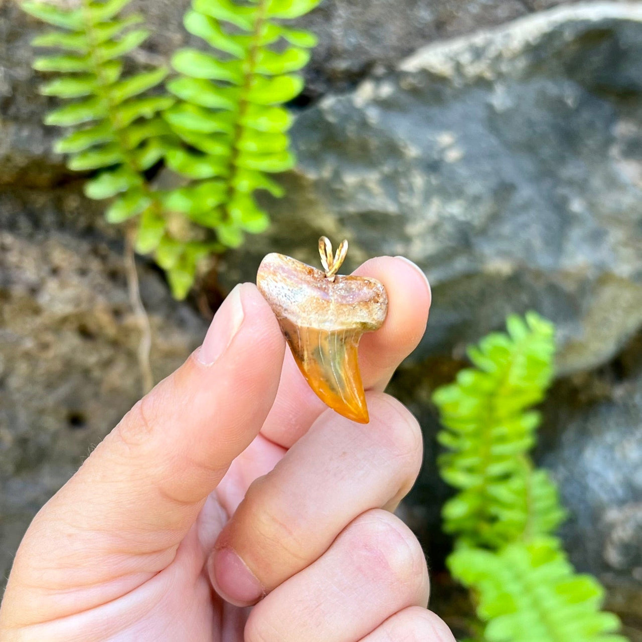 1 1/4" Fossil Mako Tooth Pendant- STFP17