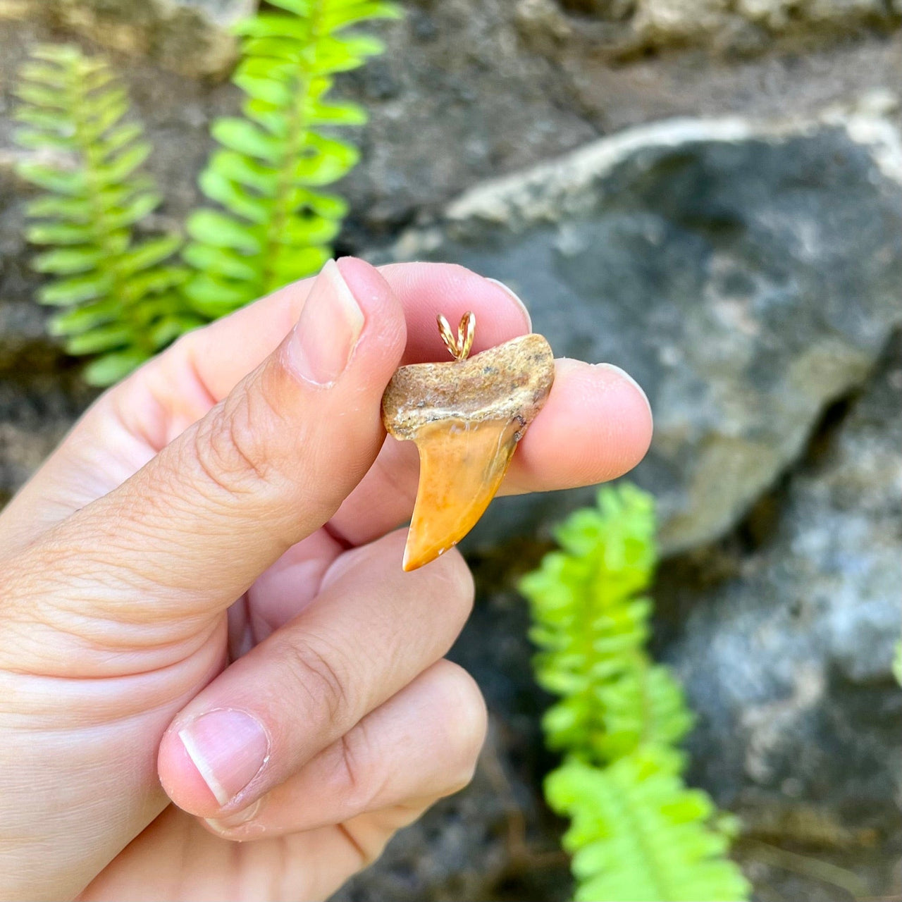 1 1/4" Fossil Mako Tooth Pendant- STFP17