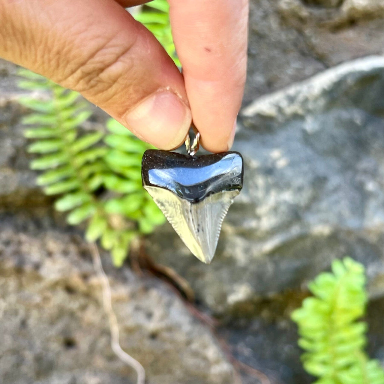 1 1/4" Petite Megalodon Tooth Pendant- STFP30