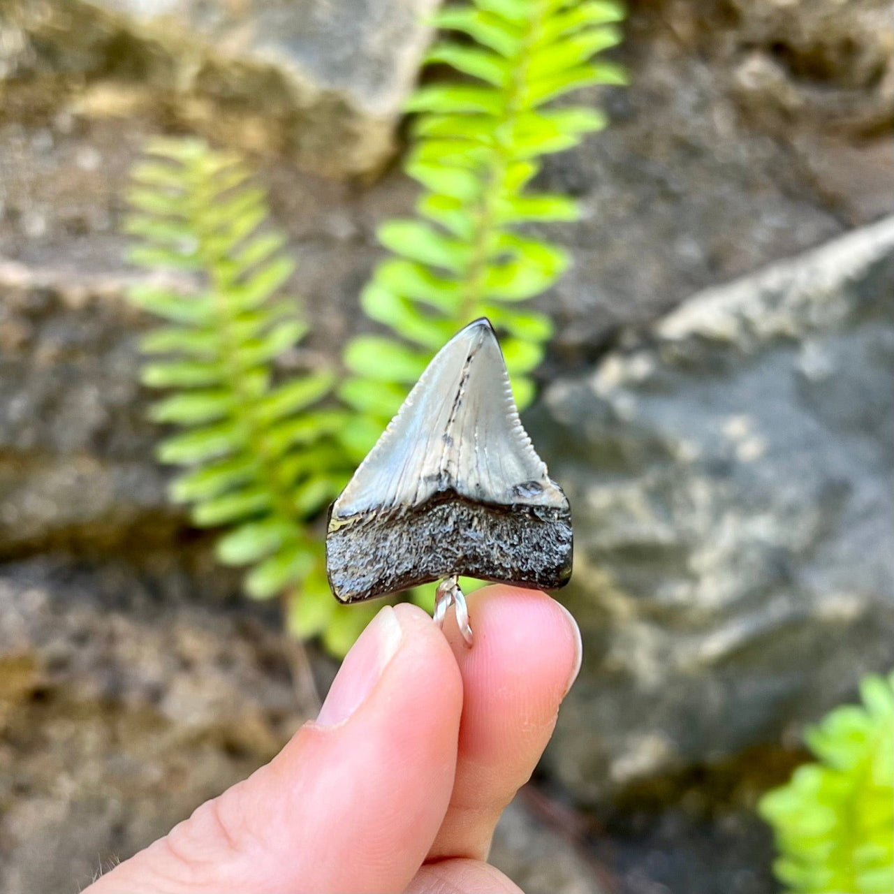 1 1/4" Petite Megalodon Tooth Pendant- STFP30