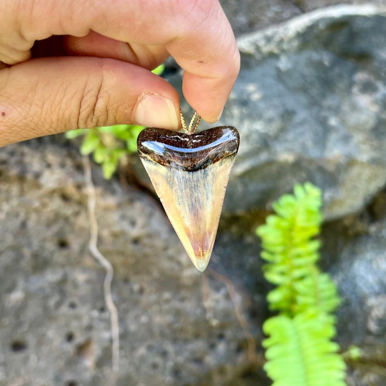 1 3/4" Fossil Great White Tooth Pendant- 17