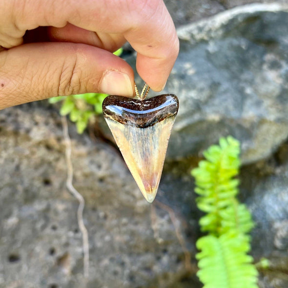 1 3/4" Fossil Great White Tooth Pendant- 17
