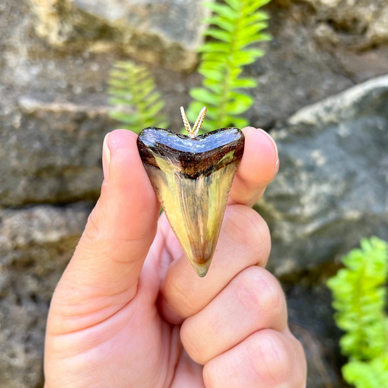 1 3/4" Fossil Great White Tooth Pendant- 17