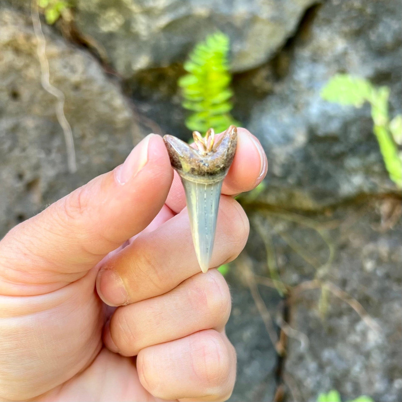 1 1/2” Fossil Mako Pendant- STFP11