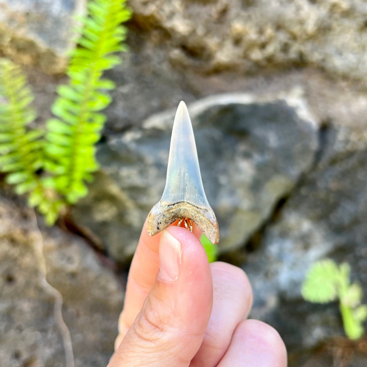 1 1/2” Fossil Mako Pendant- STFP11