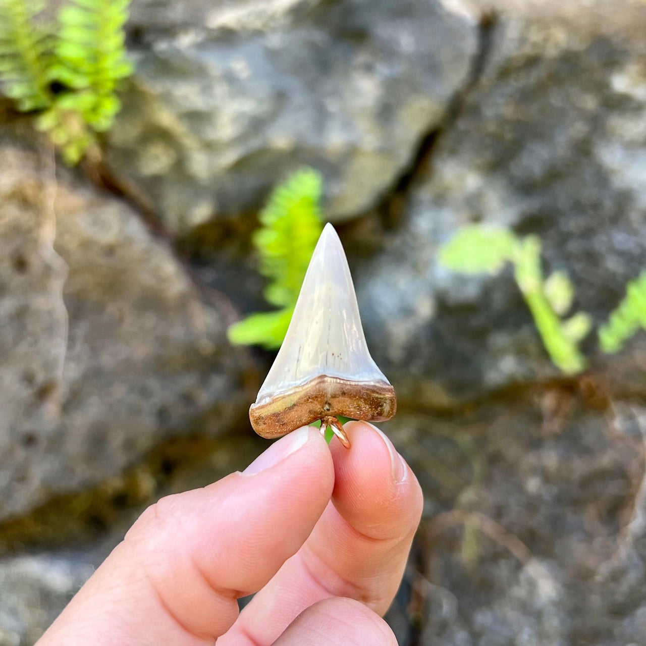 1 1/2” Fossil Mako Pendant- STFP47