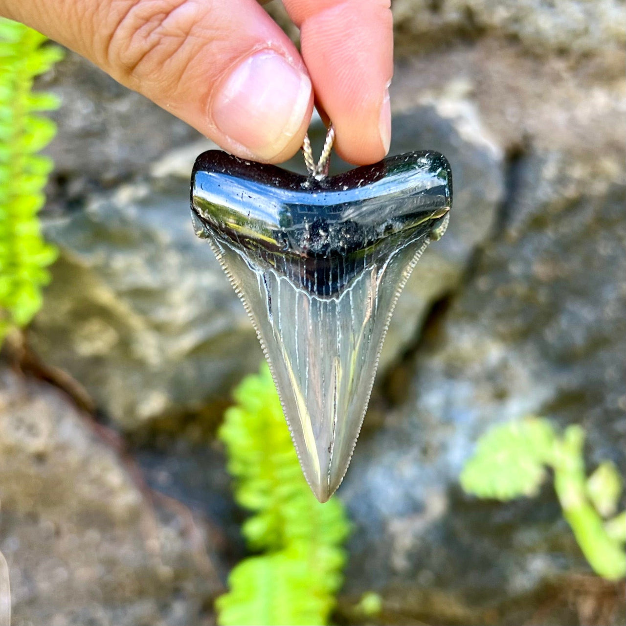 2 1/4” Fossil Auriculatus Pendant- STFP08