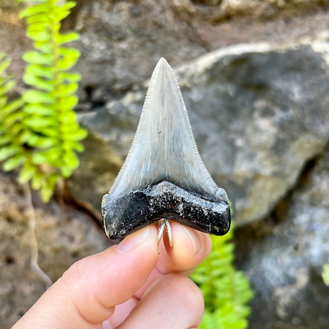 2 1/4” Fossil Auriculatus Pendant- STFP08