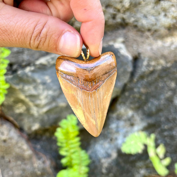 2 1/4” Megalodon Tooth Pendant- STFP05