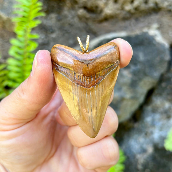 2 1/4” Megalodon Tooth Pendant- STFP05
