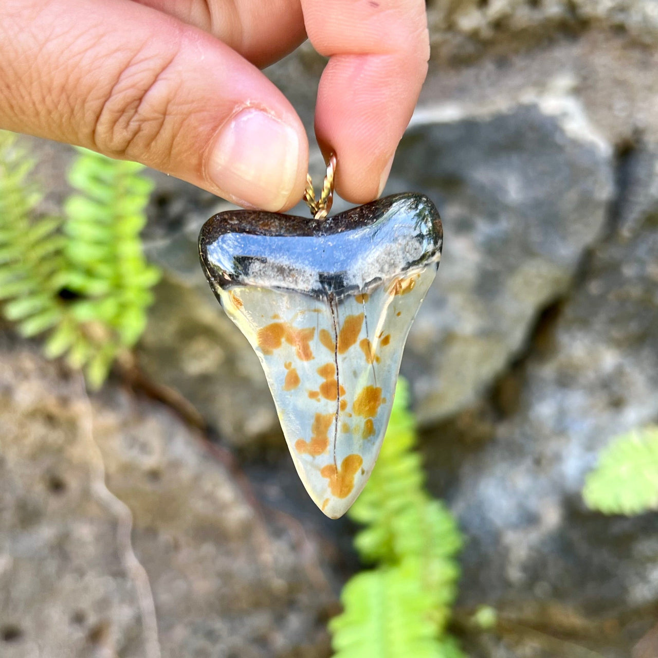 2 1/8" Fossil Mako Tooth Pendant- STFP54