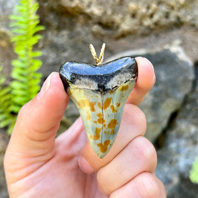 2 1/8" Fossil Mako Tooth Pendant- STFP54