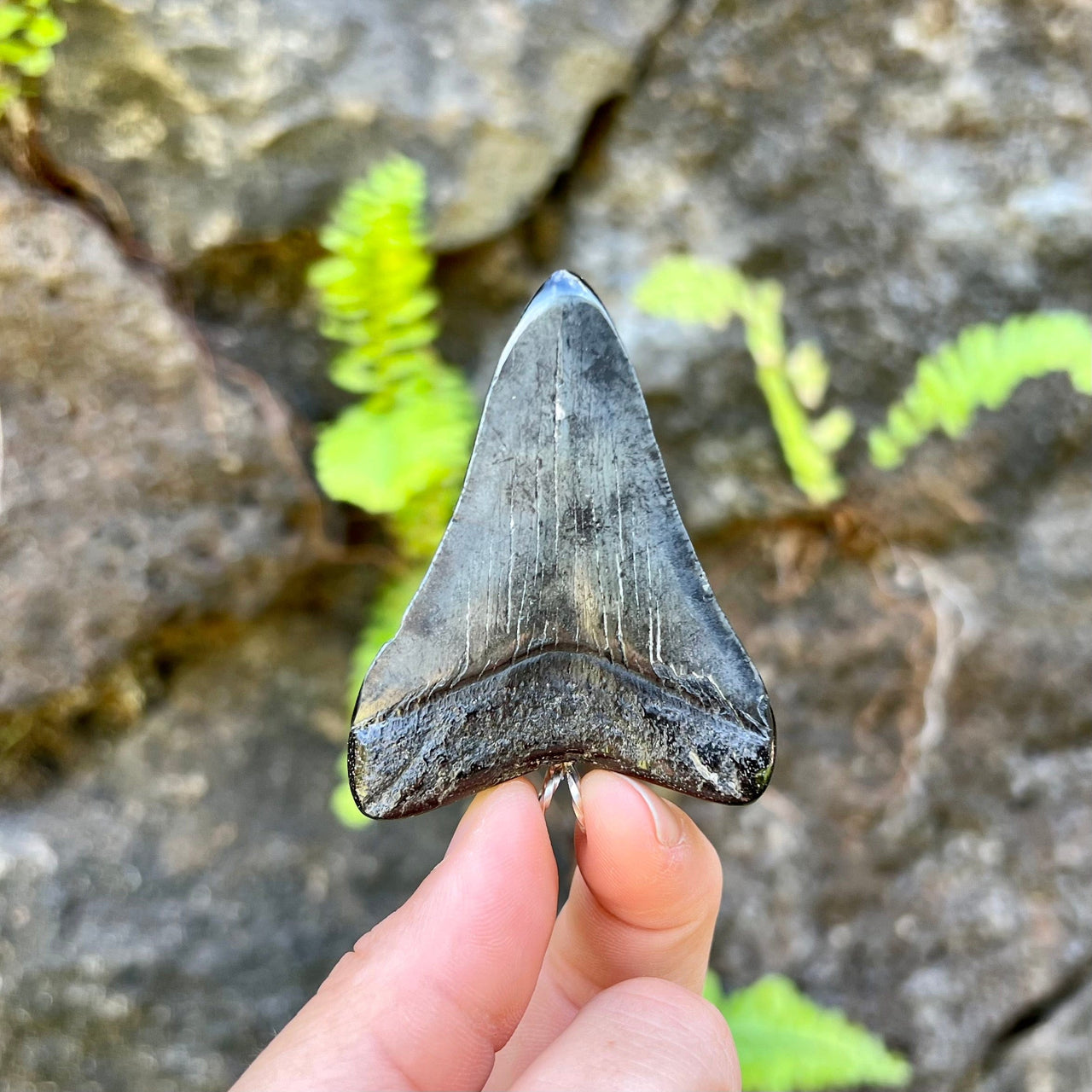 2 5/8” Megalodon Tooth Pendant- STFP04