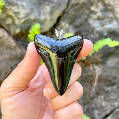 2 5/8” Megalodon Tooth Pendant- STFP04