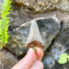 Beautiful Auriculatus Fossil Tooth Pendant- STFP13