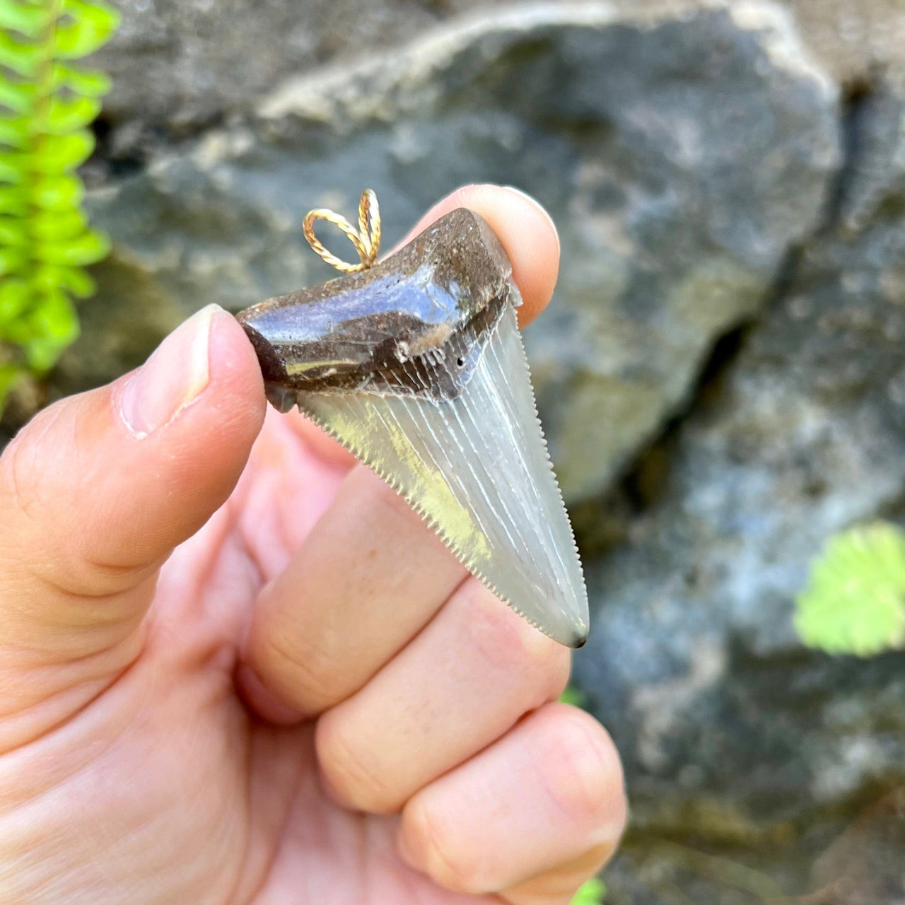 Beautiful Auriculatus Fossil Tooth Pendant- STFP13