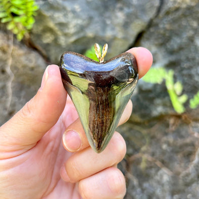 2 1/4” Megalodon Tooth Pendant- STFP41