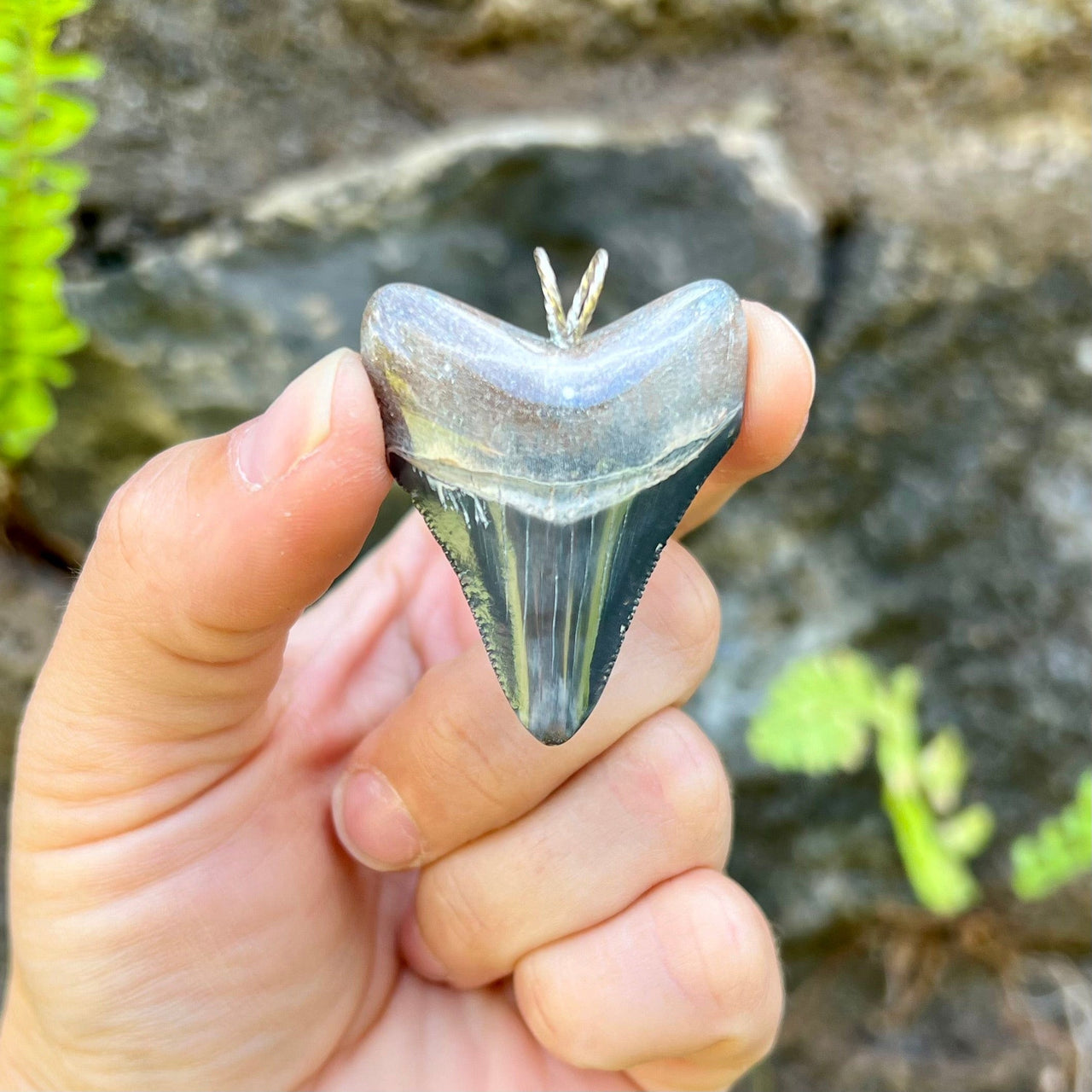 1 1/2” Bone Valley Megalodon Tooth Pendant - BVP-1