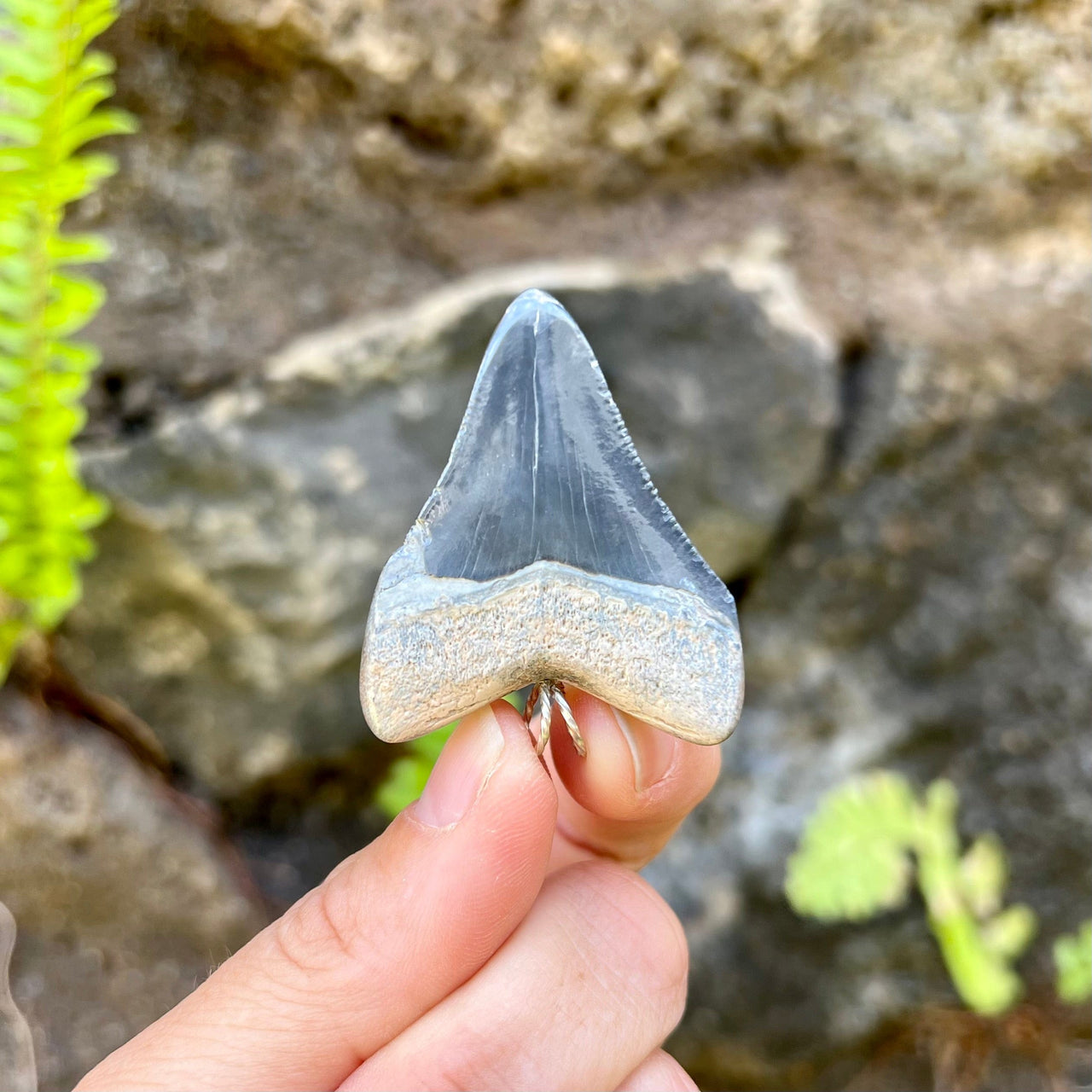 1 1/2” Bone Valley Megalodon Tooth Pendant - BVP-1