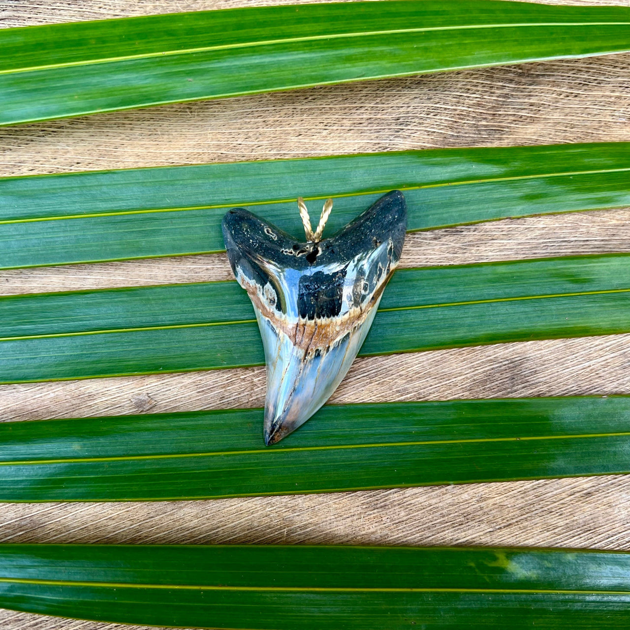 Parotodus Benedeni Pendant with Turquoise Inlay - 4