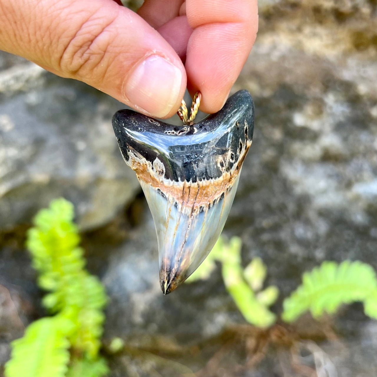 Parotodus Benedeni Pendant with Turquoise Inlay - 4