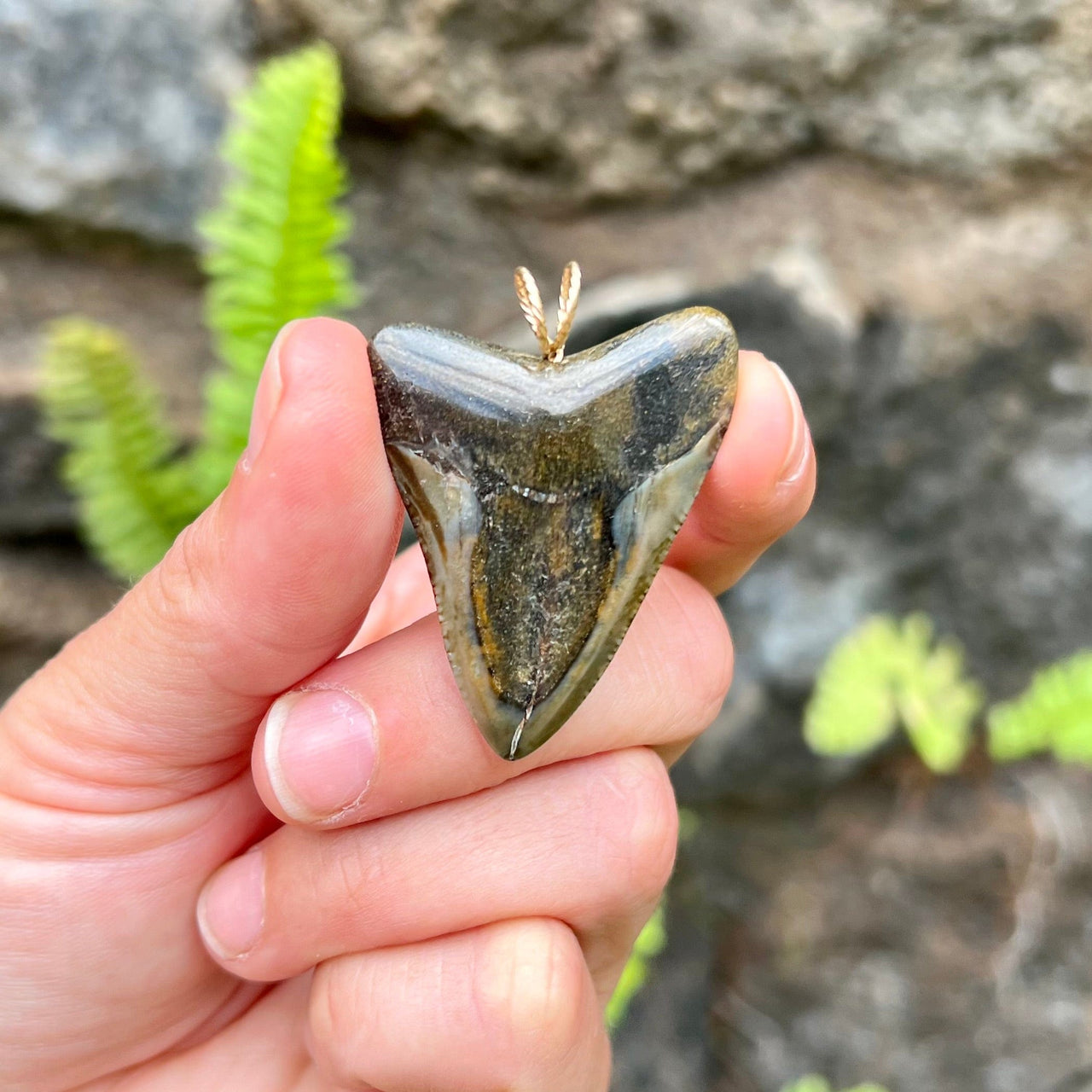 1 7/8“ Megalodon Pendant- STFP12