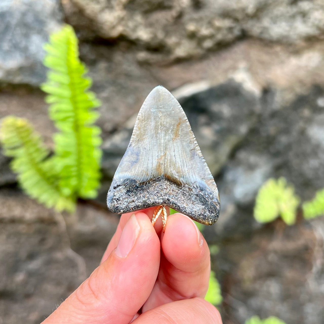 1 7/8“ Megalodon Pendant- STFP12