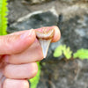 1 1/4" Fossil Mako Tooth Pendant- STFP18