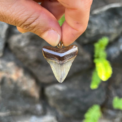 1 1/4” Megalodon Tooth Pendant - STFP51