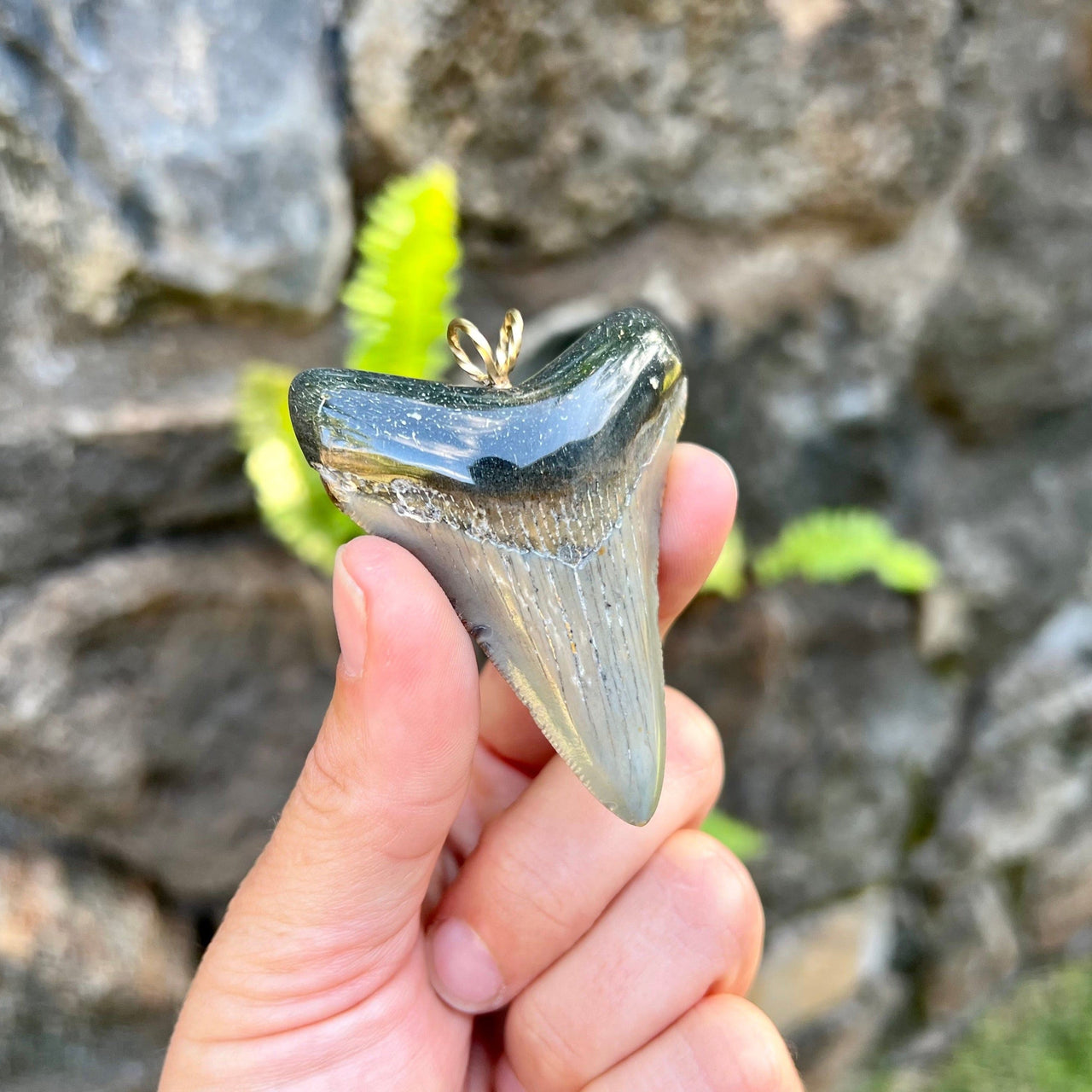 2 1/2“ Megalodon Pendant- STFP06