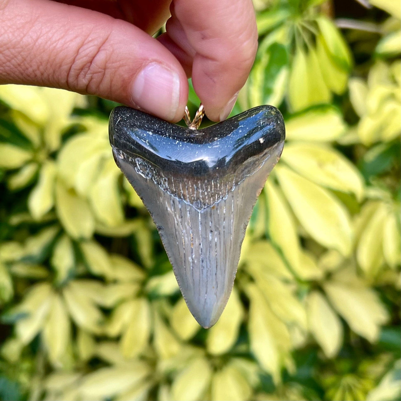 2 1/2“ Megalodon Pendant- STFP06