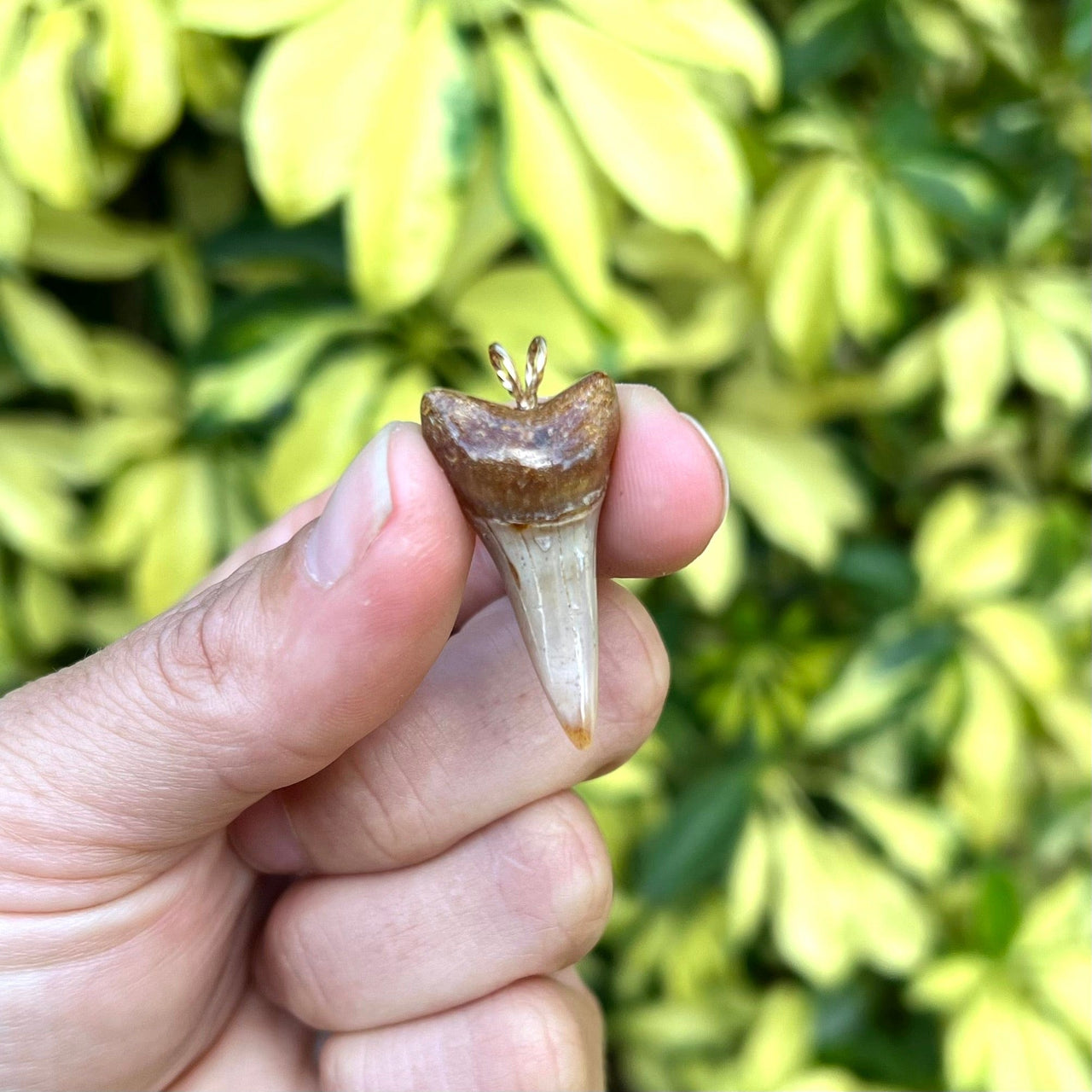 1 1/4” Fossil Mako Pendant- STFP45