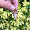 Captivating Fossil Mako Tooth Pendant- STFP20