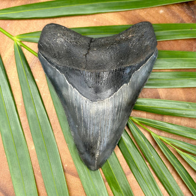 A+ 4 1/2" Megalodon Tooth Fossil- MEG48