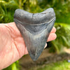 A+ 4.5 Inch Megalodon Tooth Fossil