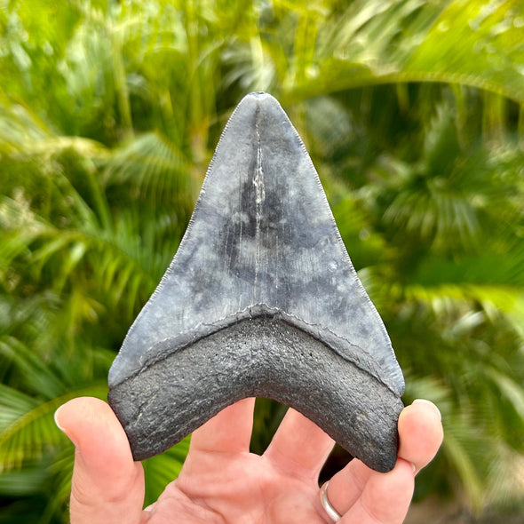 Back of A+ 4.5 Inch Megalodon Tooth Fossil