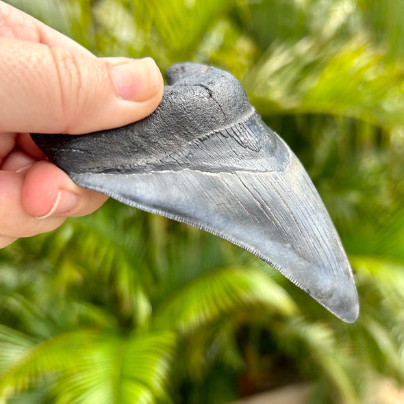 A+ 4.5 Inch Megalodon Shark Tooth Fossil