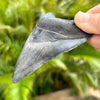 A+ 4.5" Megalodon Shark Tooth Fossil