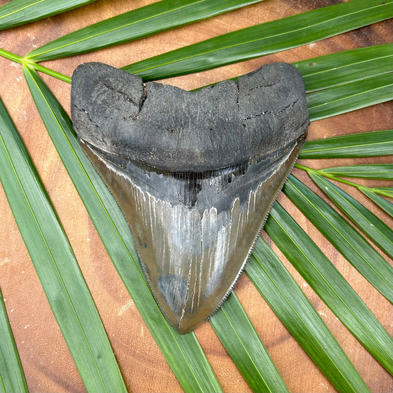 A+ 4 5/8" Megalodon Tooth Fossil- Meg19