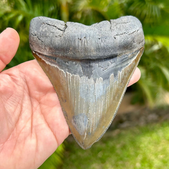 A+ 4 5/8" Megalodon Tooth Fossil- Meg19